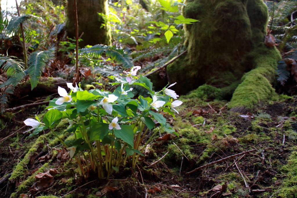 Photo by Keelin Everly-Lang / The Mirror