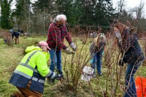 Volunteers work at Brooklake Blueberry Farm in Federal Way. Courtesy photo