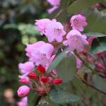 Rhododendron orbiculare flowers are unusual in the round shape. These greet visitors to the Rhododendron Species Botanical Garden on the walk from the parking lot to the garden before they have even arrived at the entrance. Photo by Keelin Everly-Lang / The Mirror