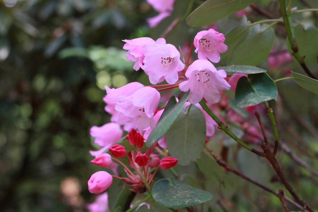 Rhododendron orbiculare flowers are unusual in the round shape. These greet visitors to the Rhododendron Species Botanical Garden on the walk from the parking lot to the garden before they have even arrived at the entrance. Photo by Keelin Everly-Lang / The Mirror