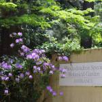 Photos by Keelin Everly-Lang / The Mirror
Rhododendron augustinii bring a purple glow to the main sign at the Rhododendron Species Botanical Garden. Photo by Keelin Everly-Lang / The Mirror