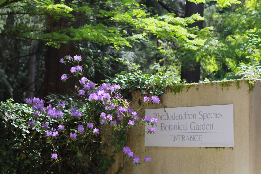 Photos by Keelin Everly-Lang / The Mirror
Rhododendron augustinii bring a purple glow to the main sign at the Rhododendron Species Botanical Garden. Photo by Keelin Everly-Lang / The Mirror