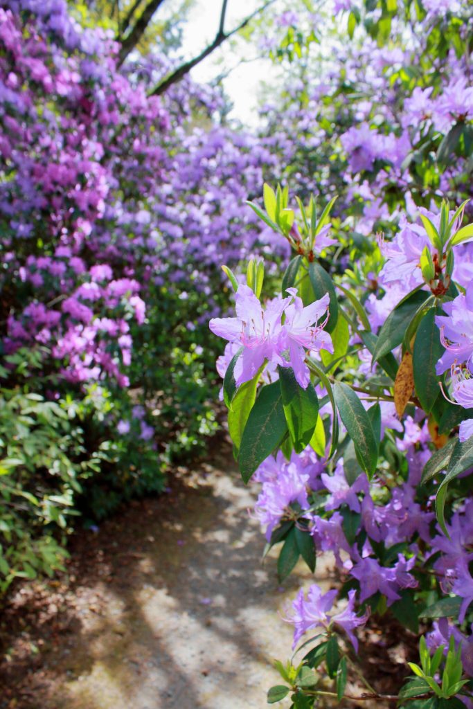 Rhododendron augustinii flowers tower approximately 20 feet up near the Big-Leaf Rhododendron Garden area, just after the Blue Poppy Meadow.