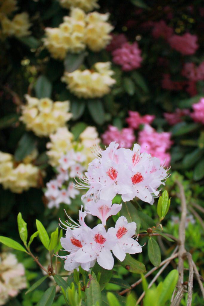 <em>Rhododendron davidsonianum</em> flowers stand at the front in a circle of many other colors of flowers in a corner of the gardens tucked away off the main paths. Photo by Keelin Everly-Lang / The Mirror