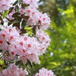 May at the Rhododendron Species Botanical Garden means almost every plant is putting on a show, even plants without flowers that give vibrant green backdrop for the blooms, like these Rhododendron davidsonianum.