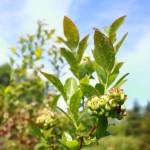 A wide variety of blueberry types mean that harvesting them can sometimes be a bit of a treasure hunt, according to Shelley Pauls. The different varieties ripen at different times and the decades old plants produce berries that are sometimes smaller and more sparse than newer varieties, but all are delicious and free for all to gather.