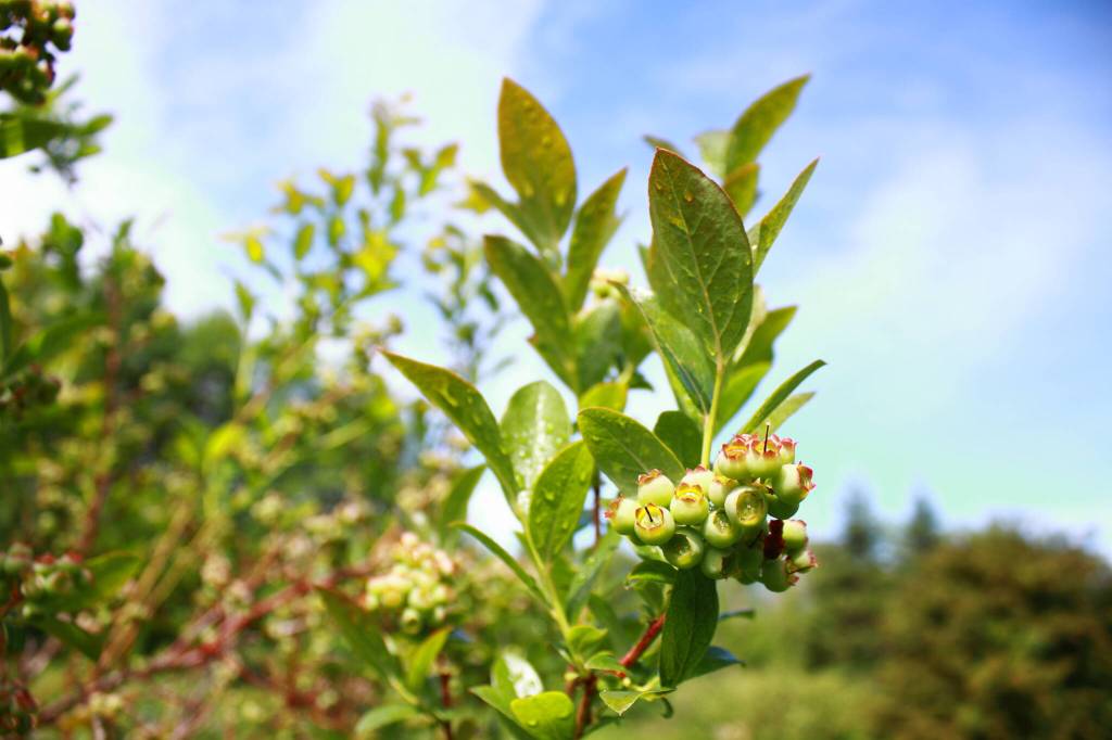 A wide variety of blueberry types mean that harvesting them can sometimes be a bit of a treasure hunt, according to Shelley Pauls. The different varieties ripen at different times and the decades old plants produce berries that are sometimes smaller and more sparse than newer varieties, but all are delicious and free for all to gather.
