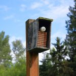 Mason bee homes are installed among the blueberry bushes, providing more habitat for pollinators and support for the blueberry production.