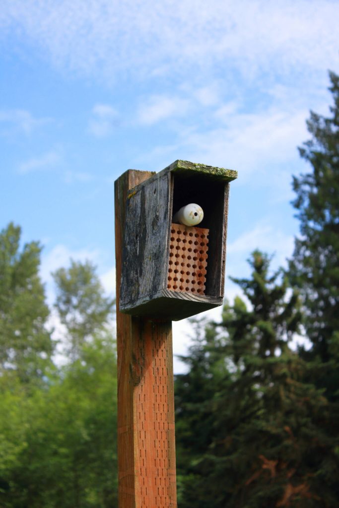 Mason bee homes are installed among the blueberry bushes, providing more habitat for pollinators and support for the blueberry production.