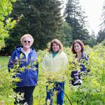 Members of the Marine Hills Garden club and Shelley Pauls of We Love Our City stand near the lush blueberry bushes at the Hylebos Blueberry Farm Park in Federal Way. Both organizations have been vital to the parks restoration. Photos by Keelin Everly-Lang / The Mirror