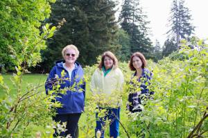 Members of the Marine Hills Garden club and Shelley Pauls of We Love Our City stand near the lush blueberry bushes at the Hylebos Blueberry Farm Park in Federal Way. Both organizations have been vital to the parks restoration. Photos by Keelin Everly-Lang / The Mirror