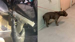 The Springfield XD 40 retrieved from the suspects vehicle and the suspects dog, King. Photo from the Federal Way Police Department