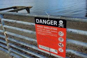 A warning sign at Redondo notifying beachgoers that they should not consume any shellfish at that location. File photo