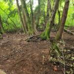 After photo of one area of the Hylebos wetlands cleaned up by Stand Up Federal Way Community. Photo provided by Stand Up Federal Way Community.
