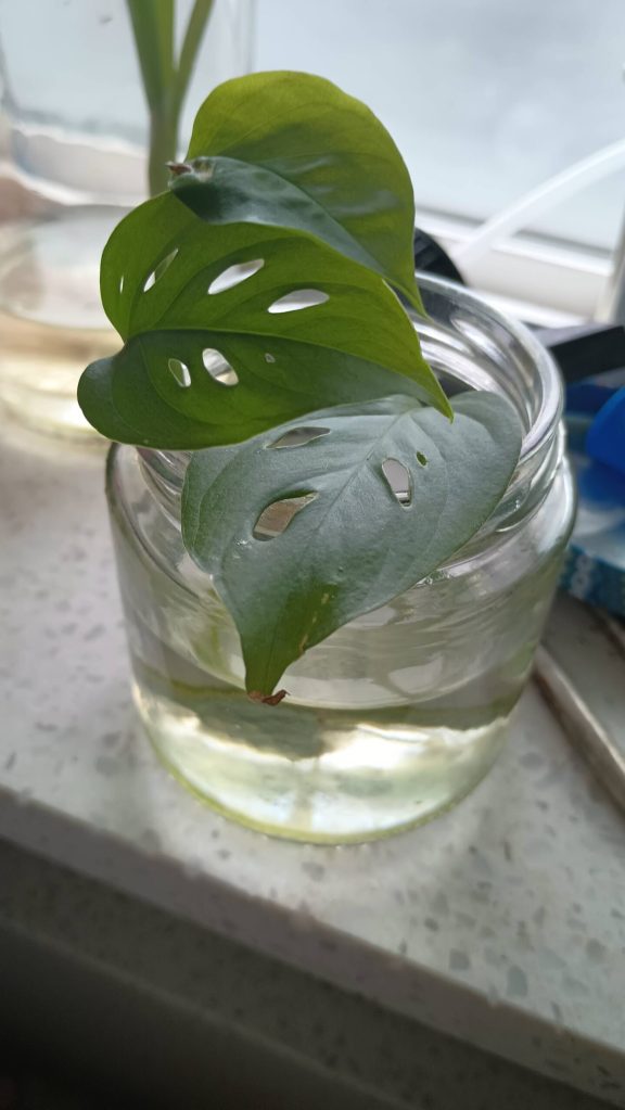 The latest Barbie progagation, this sits in a mustard jar in my kitchen windowsill. I suppose this one will be named Skipper.