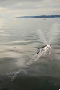A still from Brooke Burnetts video of a gray whale spotted near the boardwalk at Redondo on Nov. 26, 2024. (Courtesy of Brooke Burnett)