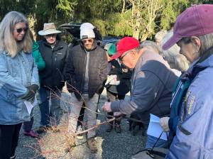 Master Gardeners Jim and Donna Cox teach community members how to trim blueberry bushes at this free event on Saturday, March 1. Photo by Shelley Pauls