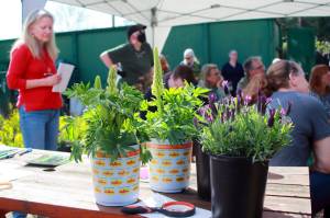 Participants had the chance to see some examples of native plants like lupine and lavender at the South King Tool Library event on Saturday, April 5. Photo by Keelin Everly-Lang / the Mirror