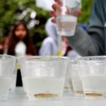 Salmon fry are set out on a table in cups for students to choose (and name if they want) before releasing them into the waters at the Hylebos Wetlands. Photo by Keelin Everly-Lang / the Mirror