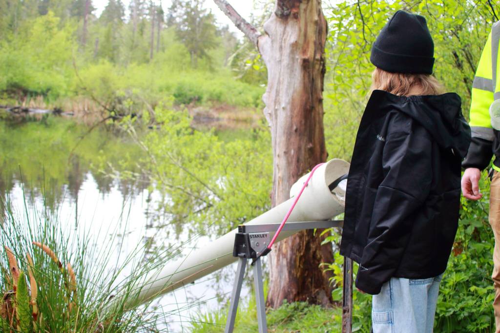 Once students select their tiny salmon fry, they drop the salmon into the pond through a slide, with support from city staff from the Federal Way Public Works Department. Photo by Keelin Everly-Lang / the Mirror