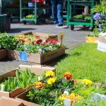 Marine Hills Garden Club members spent hours finding the right plants to fulfill orders for people who purchased half and whole flats of annual plants for their fundraiser sale on April 25 and 26. Photo by Keelin Everly-Lang / the Mirror