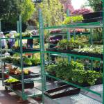 Racks filled the driveway and garage of one Marine Hills Garden Club members house on April 25 and 26 for their annual plant sale fundraiser event. Photo by Keelin Everly-Lang / the Mirror