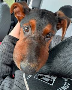 Photo courtesy of Regional Animal Services of King County (RASKC)