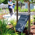 Many trees and plants throughout the garden include descriptions in both Korean and English, allowing guests to have a deeper appreciation for the nature in the garden. Photo by Keelin Everly-Lang / the Mirror