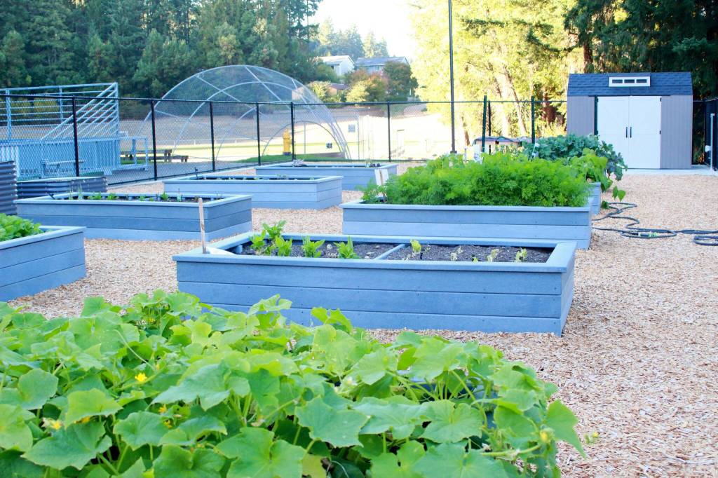 One of Illahee Middle Schools new features is a school garden. Photo by Keelin Everly-Lang / the Mirror