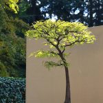 A rare example of a tree that is both coniferous and deciduous, a bald cypress bonsai catches some rays of late fall sunshine at the Pacific Bonsai Museum. Photos by Keelin Everly-Lang / the Mirror