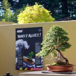 The recent Small Talks exhibit is just one example of the unique offerings at the Pacific Bonsai Museum. Here signage educates visitors about the hydration needs of bonsai. Small Talks has technically ended, but guests might still see some aspects of it if they visit this winter as it is phased out. Photos by Keelin Everly-Lang / the Mirror