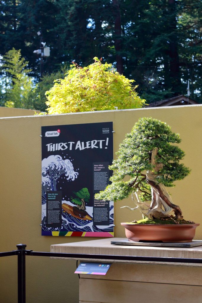 The recent Small Talks exhibit is just one example of the unique offerings at the Pacific Bonsai Museum. Here signage educates visitors about the hydration needs of bonsai. Small Talks has technically ended, but guests might still see some aspects of it if they visit this winter as it is phased out. Photos by Keelin Everly-Lang / the Mirror