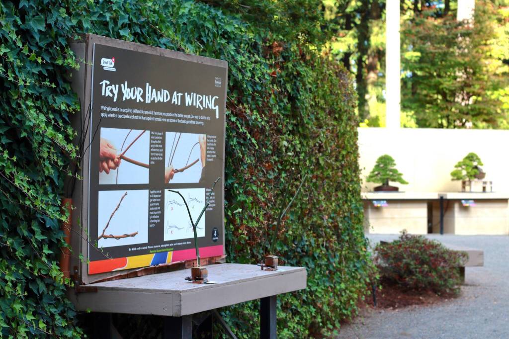 To shape their branches and keep their tiny stature, bonsai trees are wrapped with wire. Guests at the Pacific Bonsai Museums Small Talks exhibit got the chance to try working with the wire themselves. Photo by Keelin Everly-Lang / the Mirror