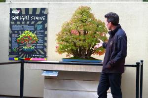 Pacific Bonsai Museum curator Aarin Packard describes one of his favorite bonsai, a tiny living forest from one of his teachers. Photo by Keelin Everly-Lang / the Mirror.