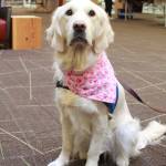 Photos by Keelin Everly-Lang / the Mirror
Sharon has had extensive training, but doesnt do any tricks.