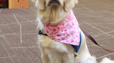 Photos by Keelin Everly-Lang / the Mirror
Sharon has had extensive training, but doesnt do any tricks.