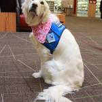 Unlike most working dogs who shouldnt be pet while they are working, Sharons vest says Please pet me. Photo by Keelin Everly-Lang / the Mirror