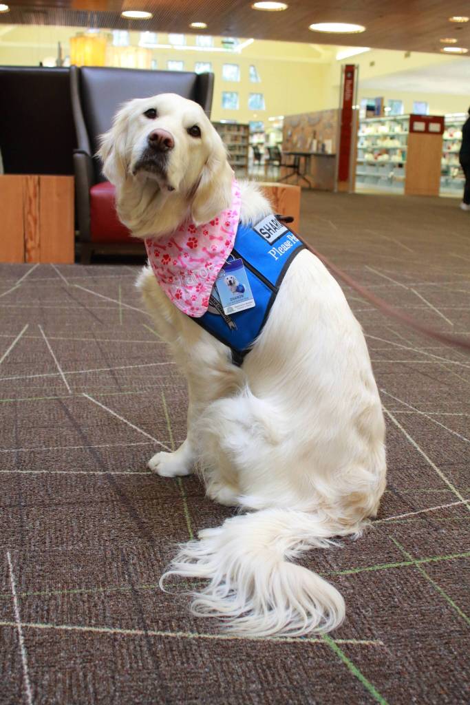 Unlike most working dogs who shouldnt be pet while they are working, Sharons vest says Please pet me. Photo by Keelin Everly-Lang / the Mirror