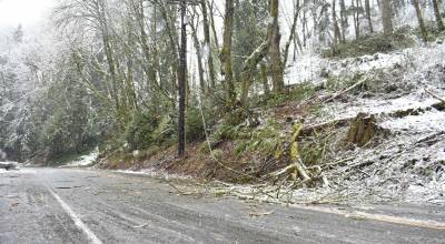 A tree fell on SR 509 near 21st Avenue SW in Federal Way on March 13 and took down some power lines. Ben Ray/The Mirror