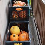 Pumpkins grown in the senior centers garden in 2025 were shared with the community. Photo by Keelin Everly-Lang / the Mirror