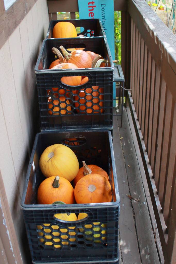 Pumpkins grown in the senior centers garden in 2025 were shared with the community. Photo by Keelin Everly-Lang / the Mirror