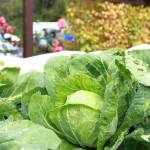 A cabbage planted by AYDEPI volunteers in 2025. Photo by Keelin Everly-Lang / the Mirror