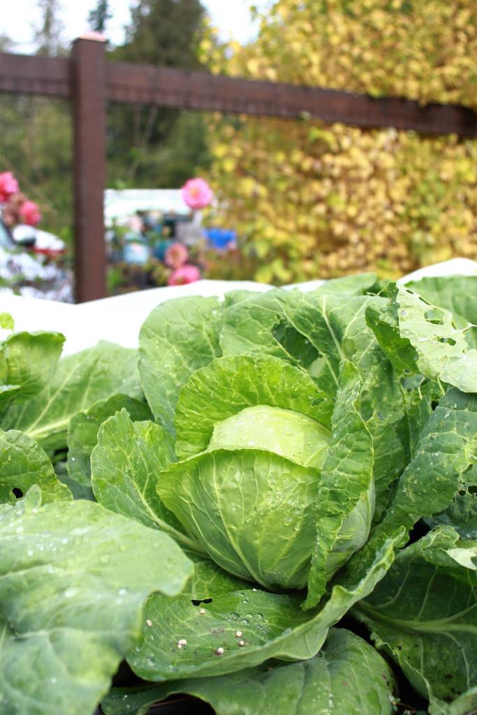 A cabbage planted by AYDEPI volunteers in 2025. Photo by Keelin Everly-Lang / the Mirror