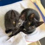 Two cats waiting for adoption at the Auburn Valley Humane Society.