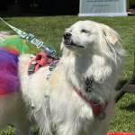 Luna the dog sported a rainbow tutu at the Pride Festival. Photo by Drew Dotson